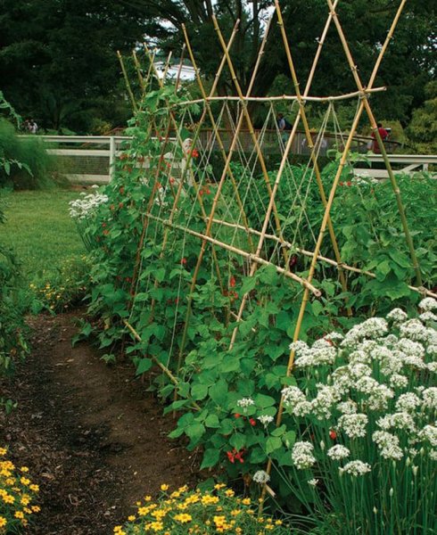 trellis-ideas.jpg