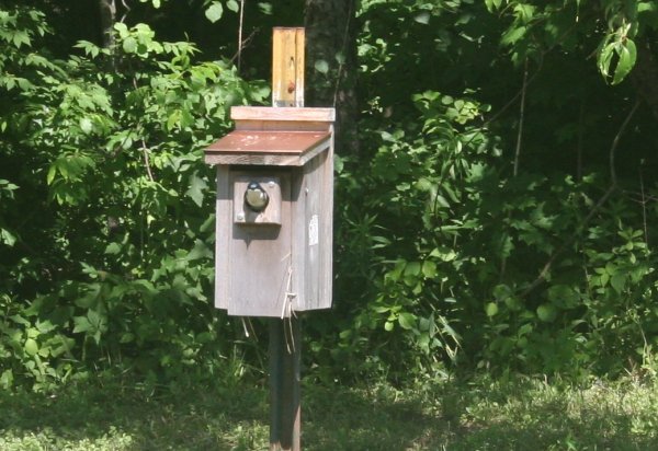 Tree swallow nesting.jpg