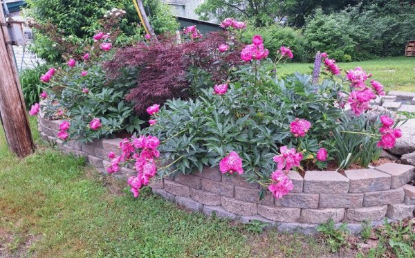 Peonies - roadside garden - Copy.jpg