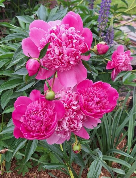 Peonies close - roadside garden.jpg