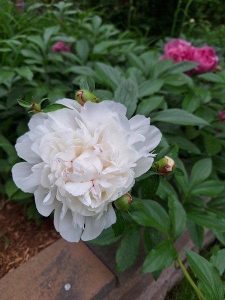 Peony - white sout side garden.jpg