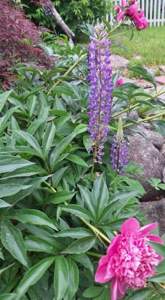 Lupine - roadside garden.jpg