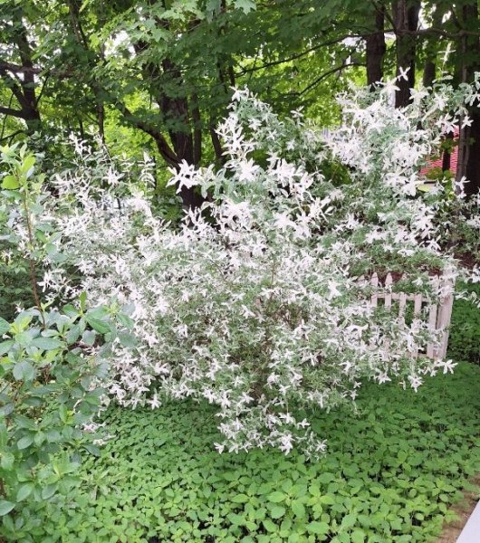 Willow in shrub garden.jpg