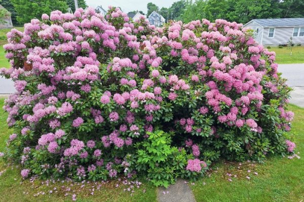 Rhodie from living room window-copy.jpg