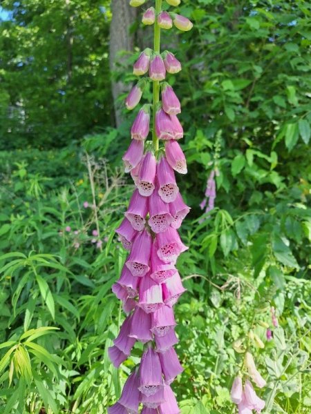 foxglove-dark pink.jpg