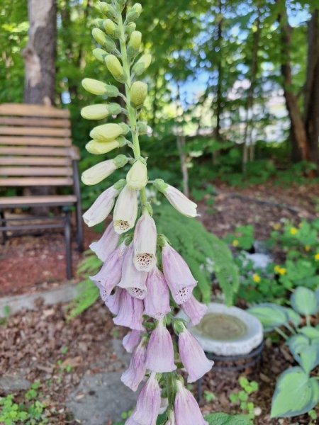 foxglove-light pink.jpg