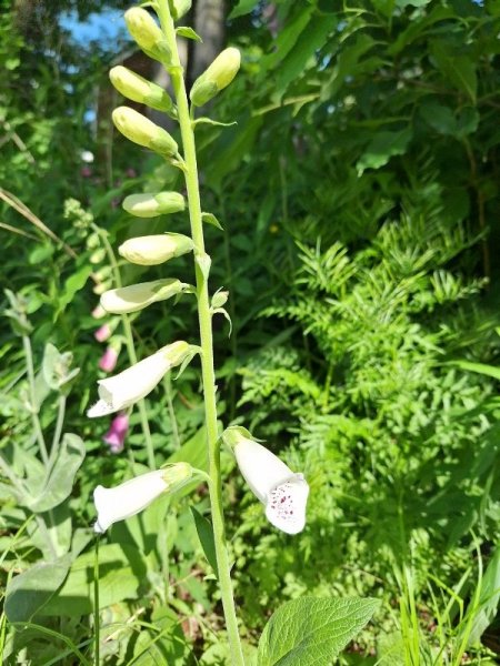 foxglove-white.jpg