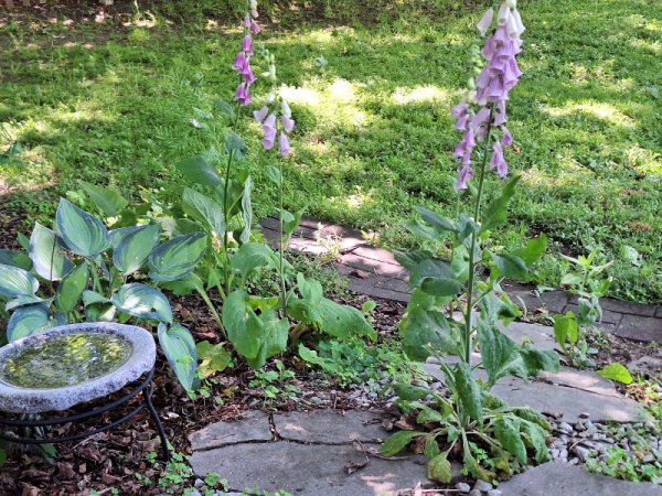 foxglove-both pinks in sitting area.jpg