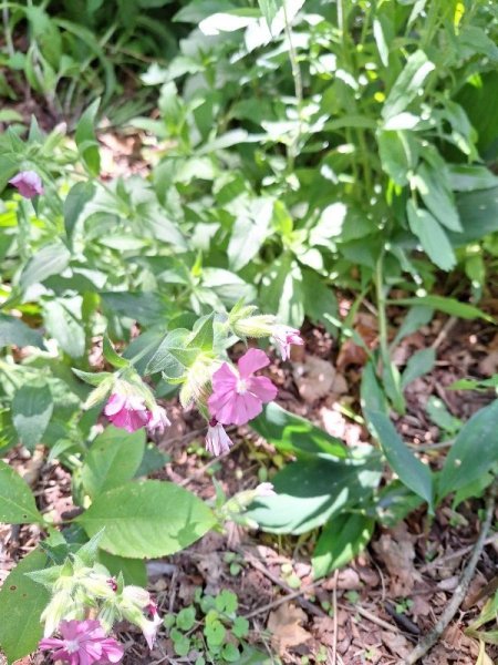 Red Campion.jpg