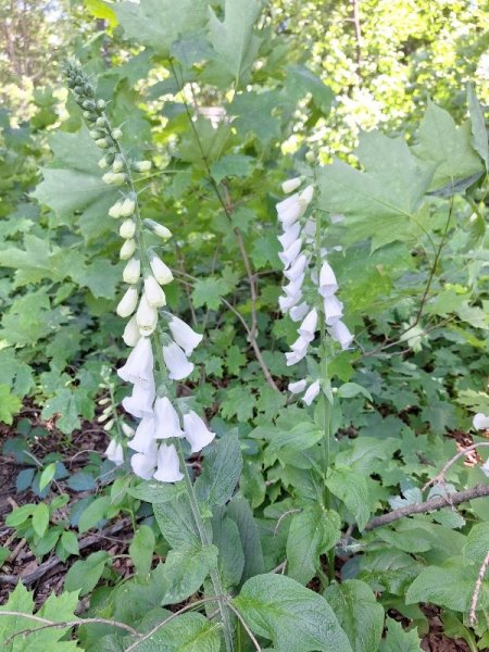 foxglove-white2.jpg