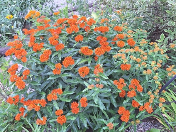 Butterfly weed - big patch.jpg