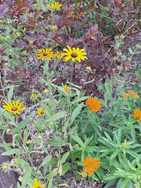 butterfly weed and black eyed suzies.jpg