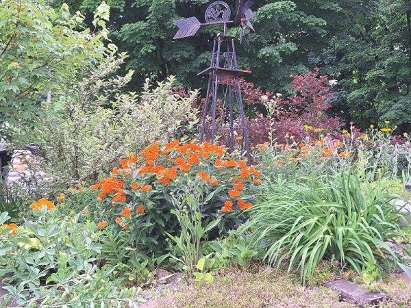 Butterfly weed from driveway.jpg