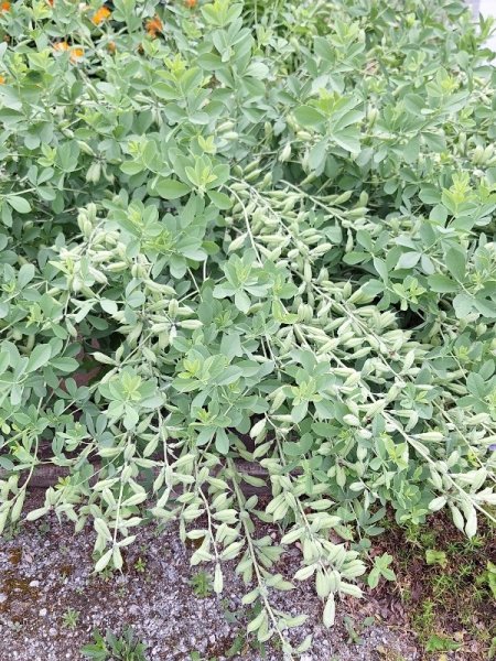 false indigo (baptisia) loaded with seed pods.jpg