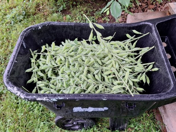 false indigo cut pods (about two thirds).jpg