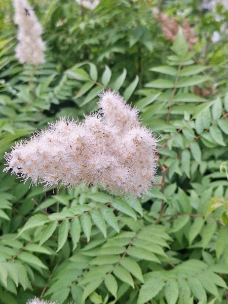 Ash tree bloom (next door.jpg