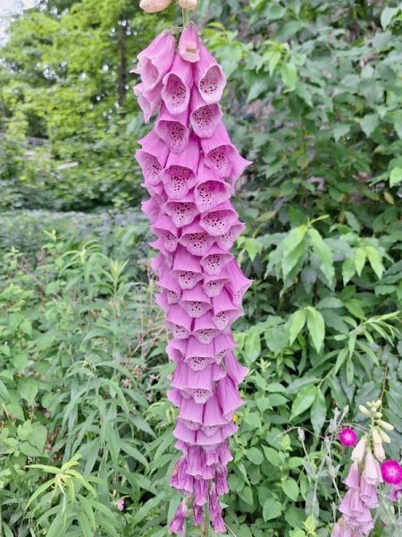 longest foxglove5 tall and over 2 spike.jpg