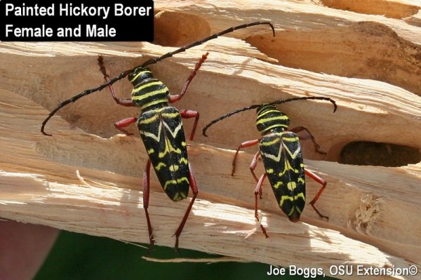 Painted Hickory Borer.jpg