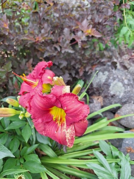 daylily - my funny valentine.jpg