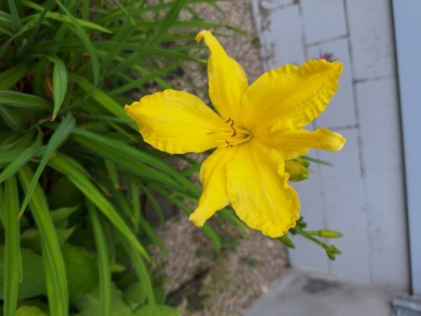 daylily - yellow-trnd.jpg