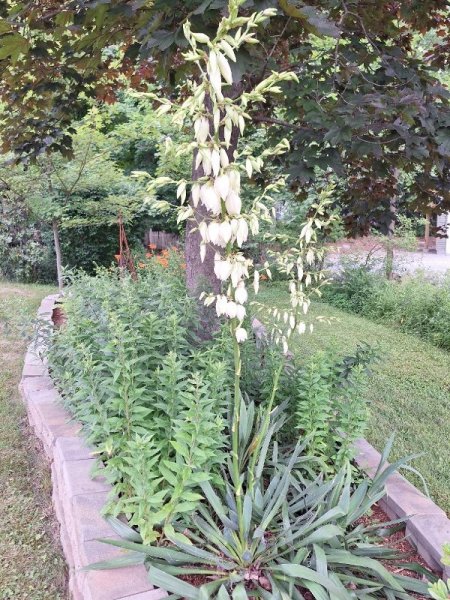 yucca entire plant.jpg