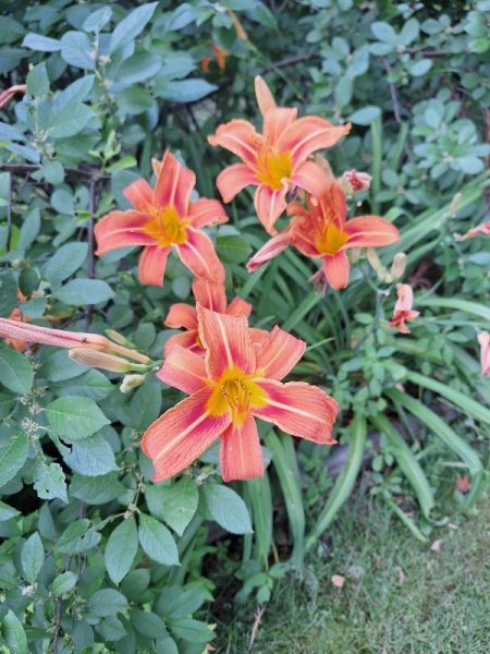 daylily - standard.jpg