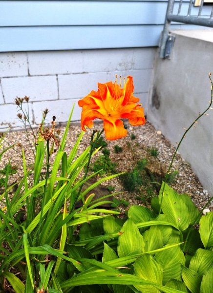 day lily - natural hybrid orange and yellow center.jpg