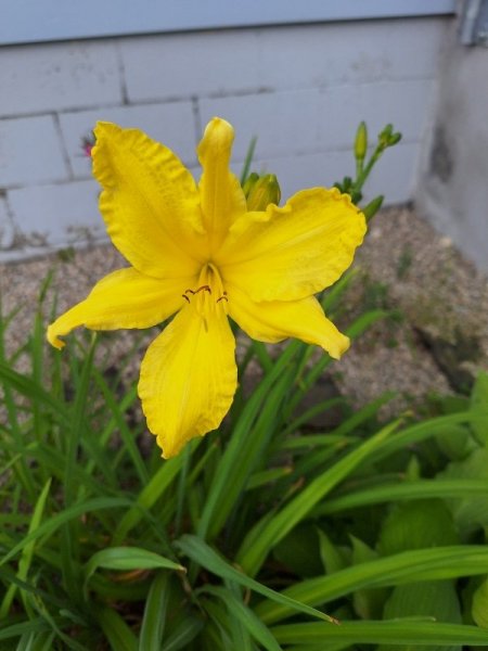 daylily - yellow.jpg