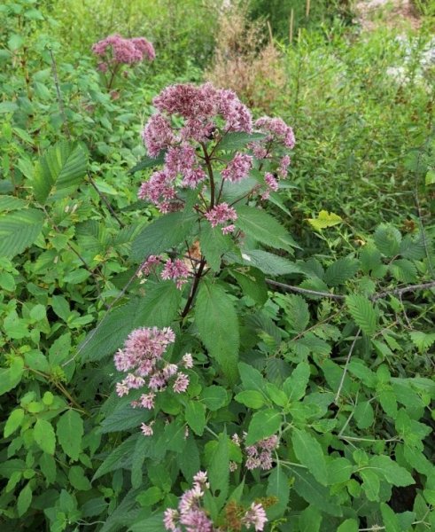 Joe Pye Weed group.jpg