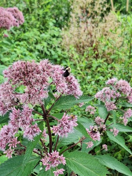 Bees on Joe Pye weed.jpg