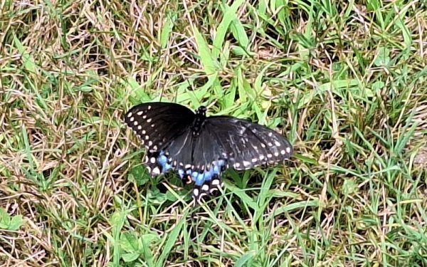 butterfly-blue-black in yard Black swallowtail.jpg