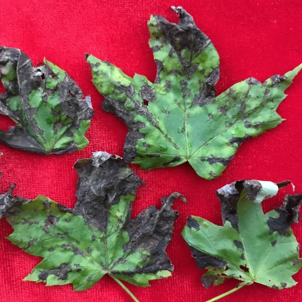 maple-anthracnose_fig3.jpg