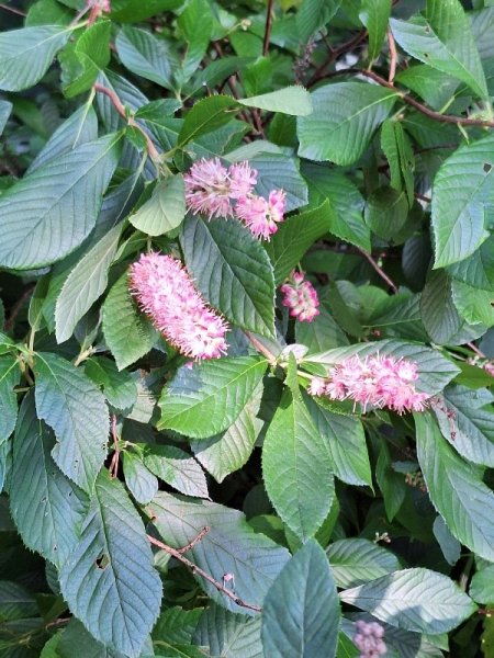 Clethra flowers.jpg