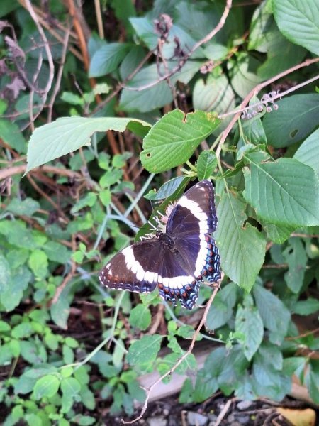 butterfly on clethra.jpg