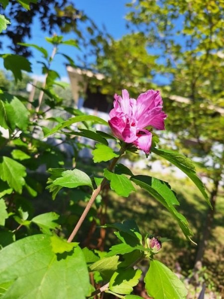 Rose of Sharon - first flower (after rains).jpg