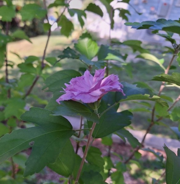 Rose of Sharon (by tree) first bloom.jpg