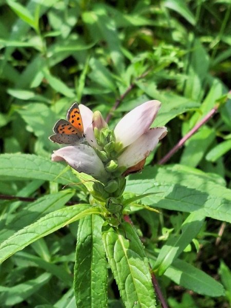 Turtle head - natvie with butterfly.jpg