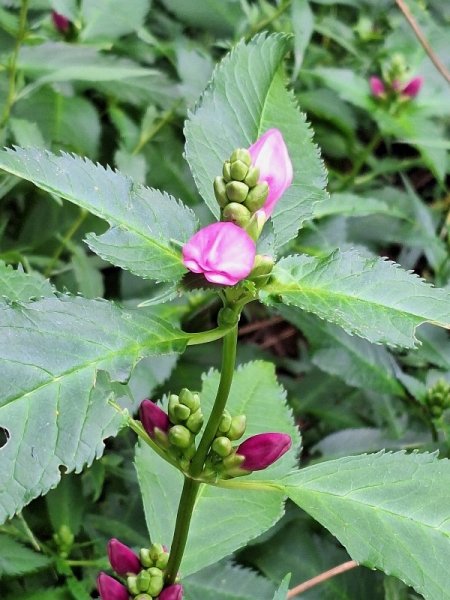 Turtle head - pink in shade garden.jpg