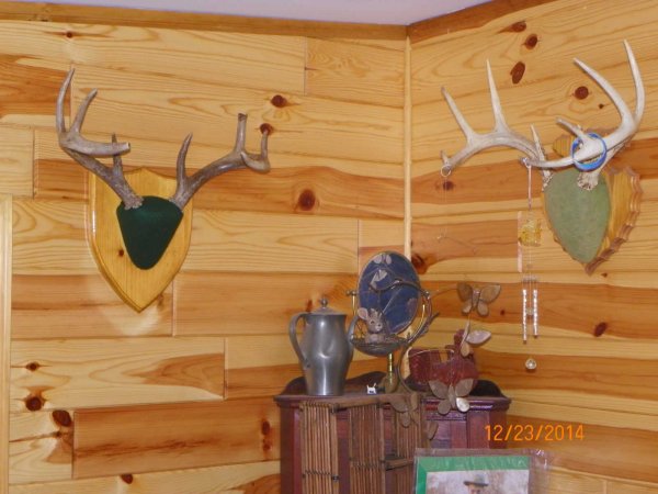 A pair of bucks.JPG
