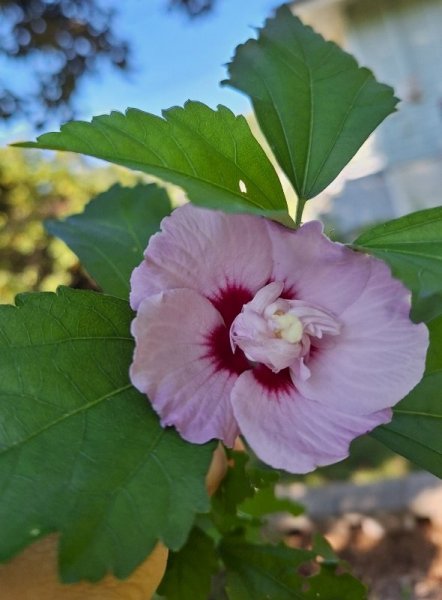 Rose of Sharon flower near tree.jpg