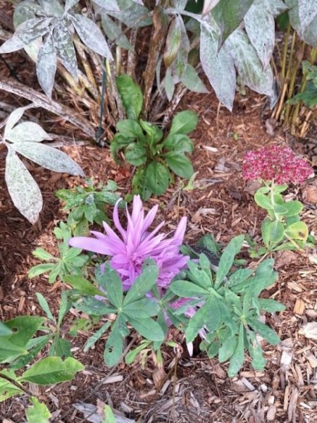 Giant Autumn Crocus.jpg