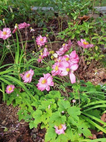 Pincushion flowers.jpg