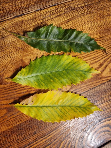 Chest-3 leaves.jpg