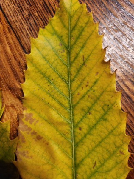 Chest-single leaf.jpg