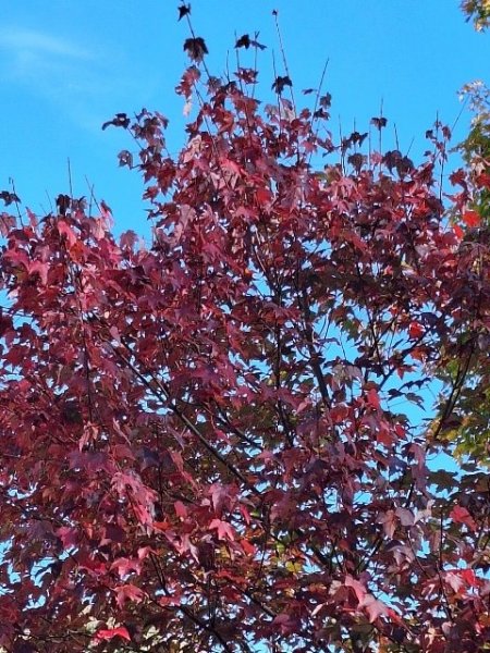 Maple - burgundy belle against sky.jpg