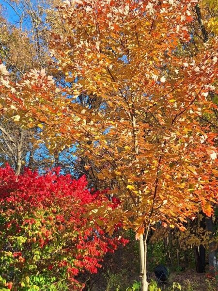 maple-autumn blaze and burning bush 10-21-24.jpg