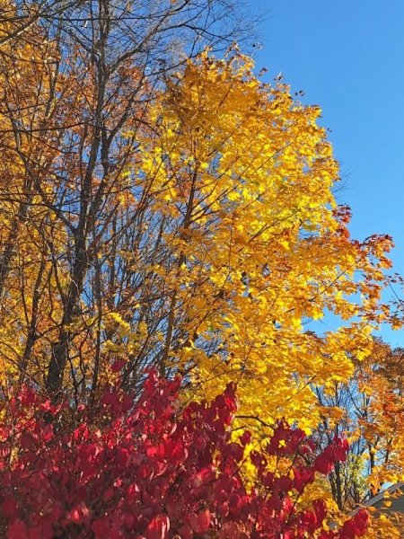 maple-yellow and burnng bush 10-23-24.jpg