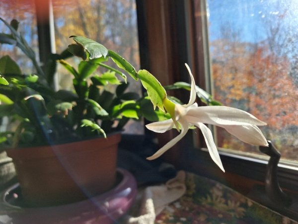 Thanksgiving cactus early white bloom (only 1).jpg