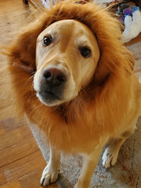 Zeke the lion dog.jpg