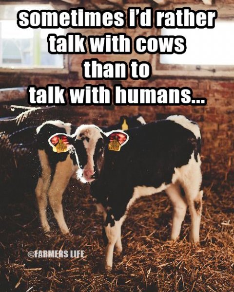 Better talking to cows.jpg